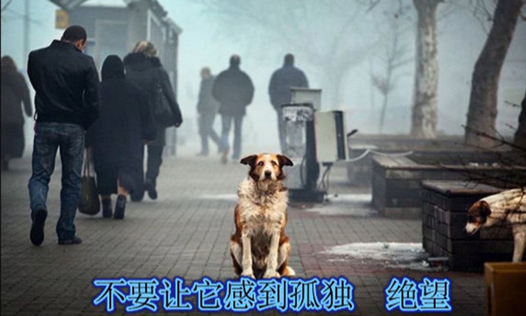 长宁爱影圈微博微信转发案例